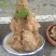 精品上水石