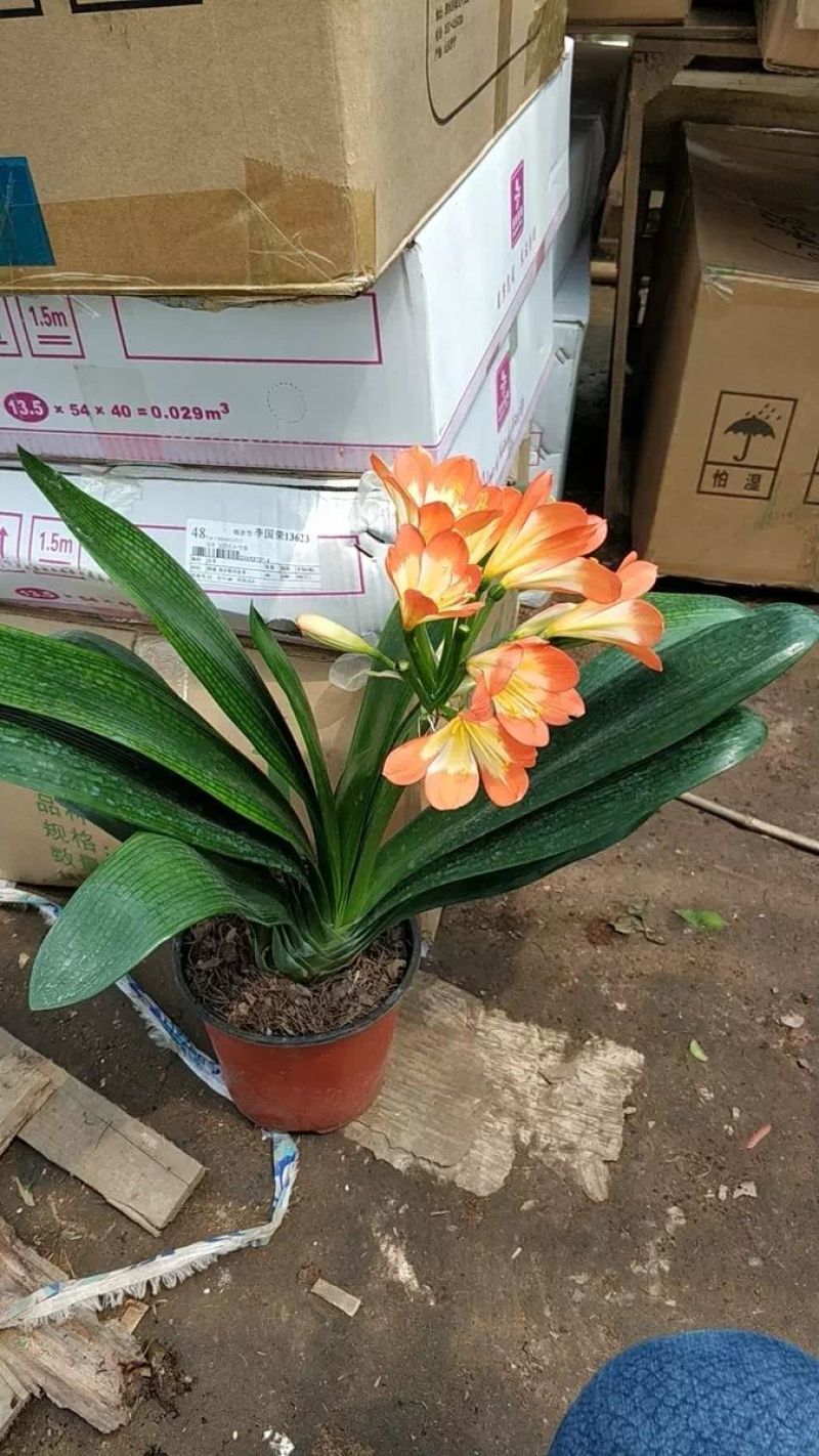 君子兰苗，各种规格
