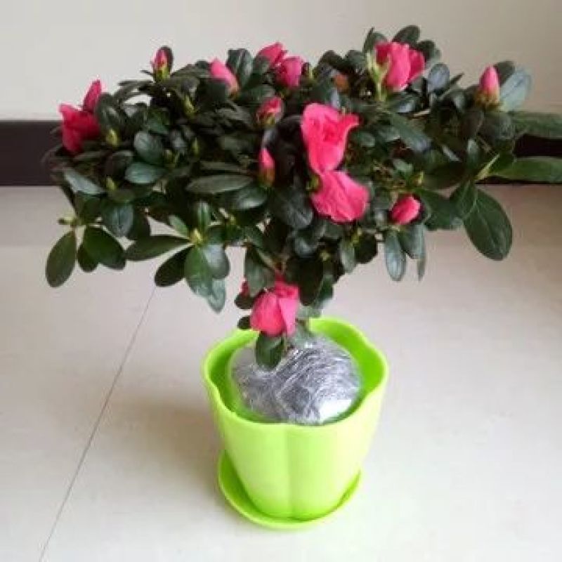 杜鹃花，三年苗和四年苗，均带花苞出售