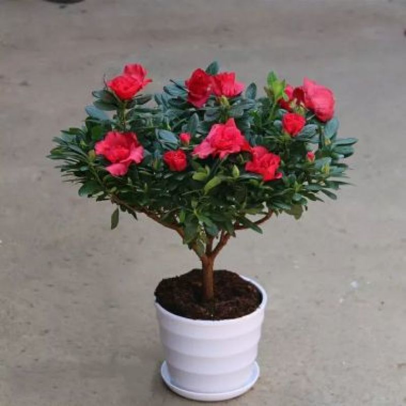 杜鹃花，三年苗和四年苗，均带花苞出售