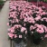 杜鹃花，三年苗和四年苗，均带花苞出售