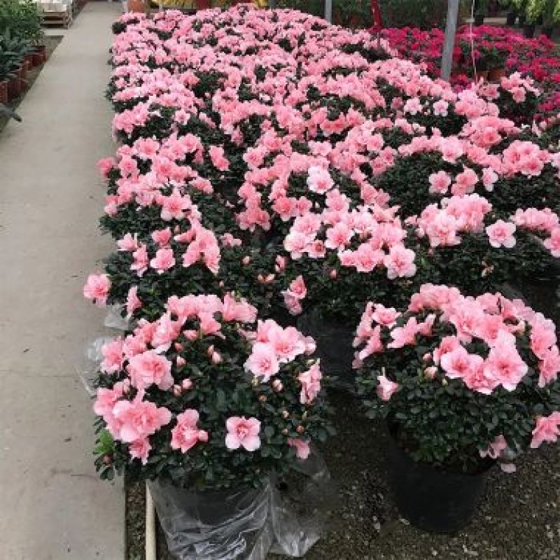 杜鹃花，三年苗和四年苗，均带花苞出售