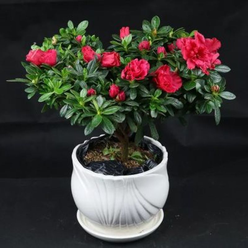 杜鹃花，三年苗和四年苗，均带花苞出售