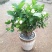茉莉花