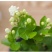 茉莉花