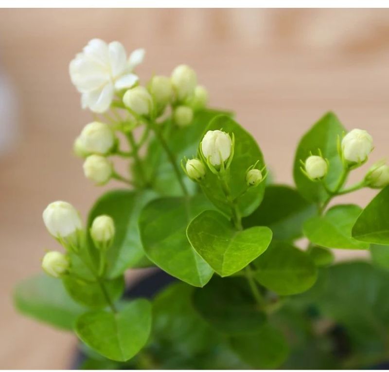 茉莉花