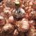 紫皮大蒜鲜蒜可扒皮大蒜头产地直销价格低品质好对接电商超市