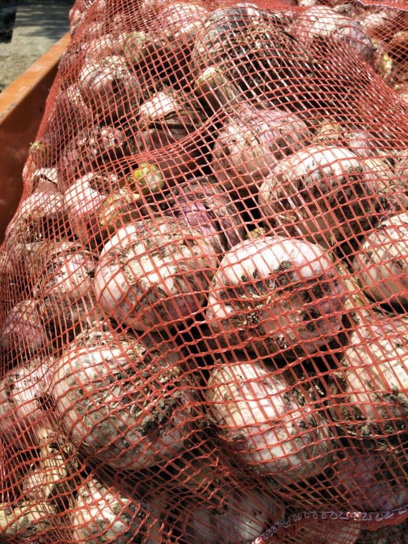 紫皮大蒜鲜蒜可扒皮大蒜头产地直销价格低品质好对接电商超市