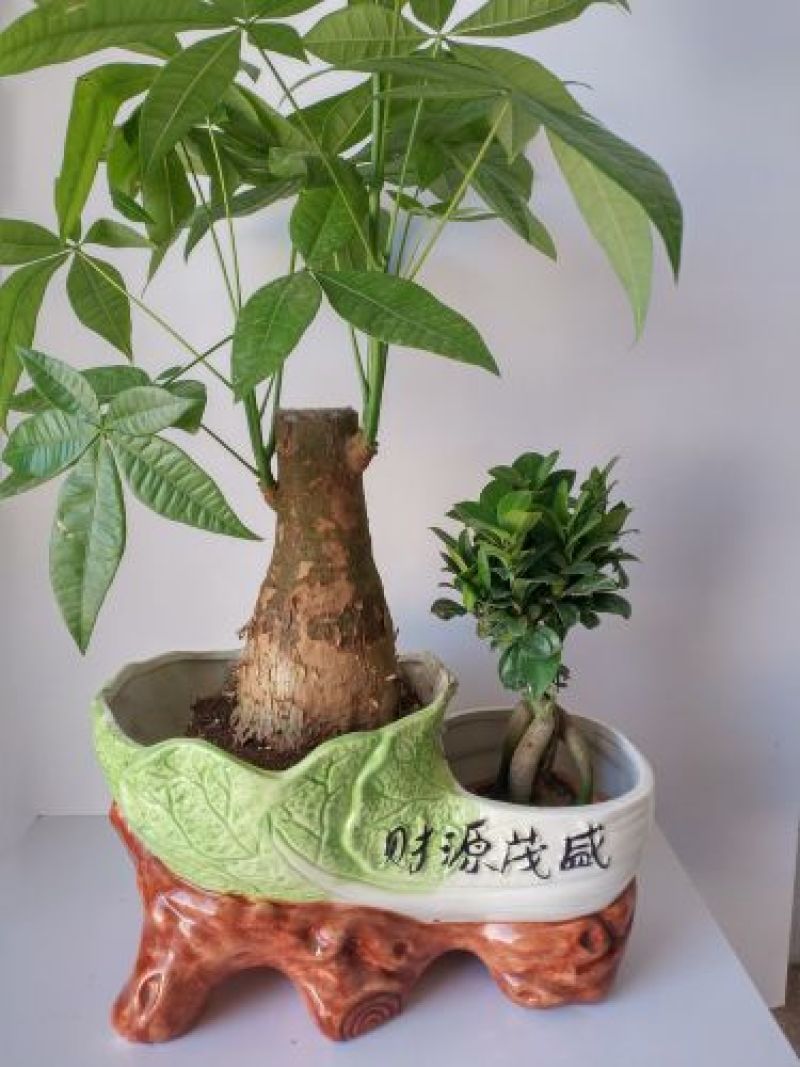 发财树