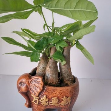发财树