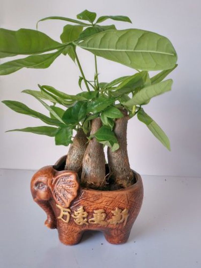 发财树