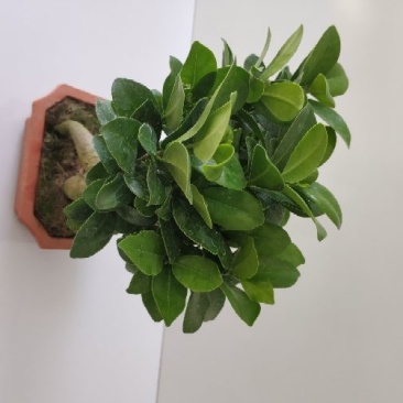榕树