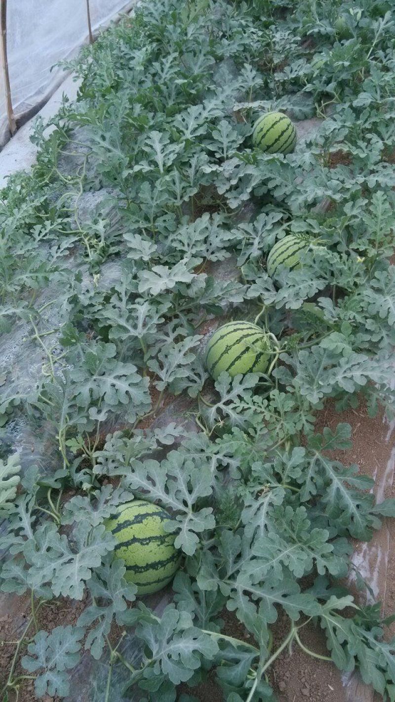 河南虞城8424西瓜种植示范基地新品上市中欢迎电联