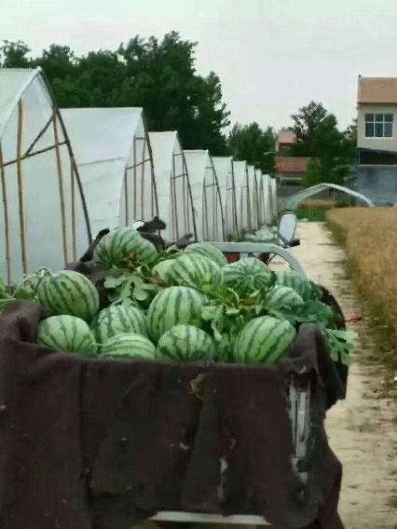 河南虞城8424西瓜种植示范基地新品上市中欢迎电联