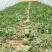 河南虞城8424西瓜种植示范基地新品上市中欢迎电联