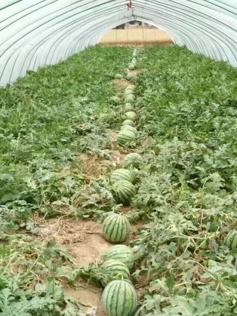河南虞城8424西瓜种植示范基地新品上市中欢迎电联