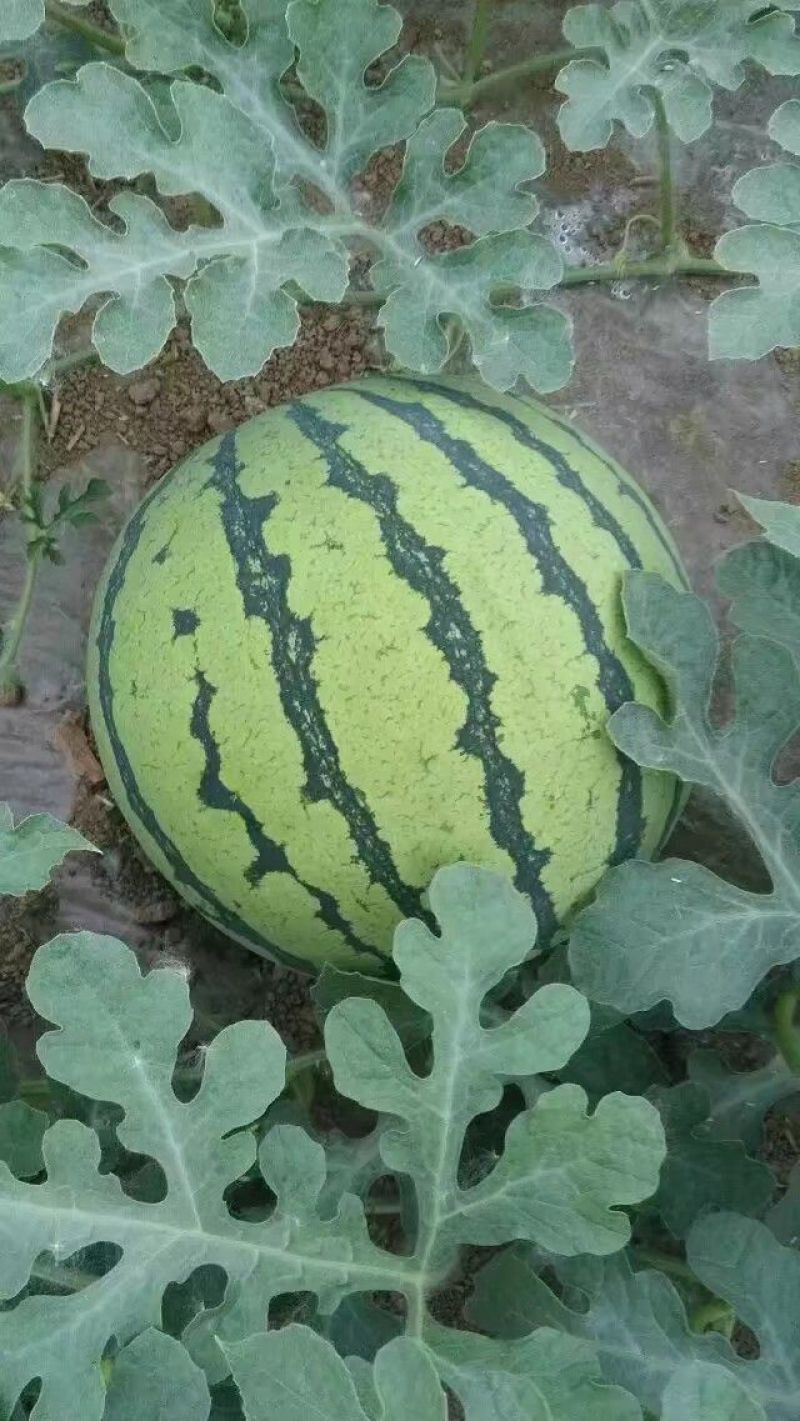 河南虞城8424西瓜种植示范基地新品上市中欢迎电联