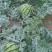 河南虞城8424西瓜种植示范基地新品上市中欢迎电联