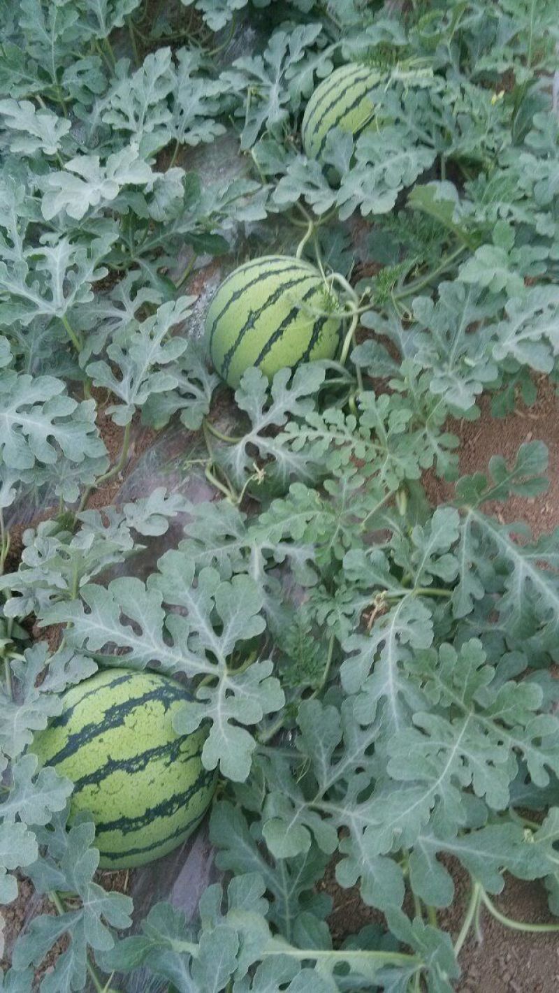 河南虞城8424西瓜种植示范基地新品上市中欢迎电联