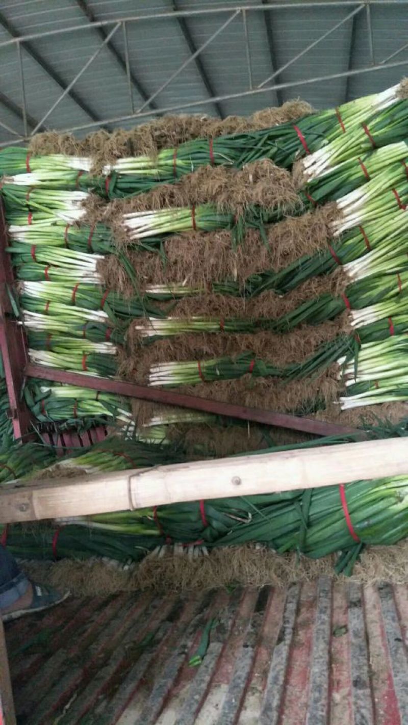 安阳青葱大葱净葱，长白大葱，质量好，价格便宜。