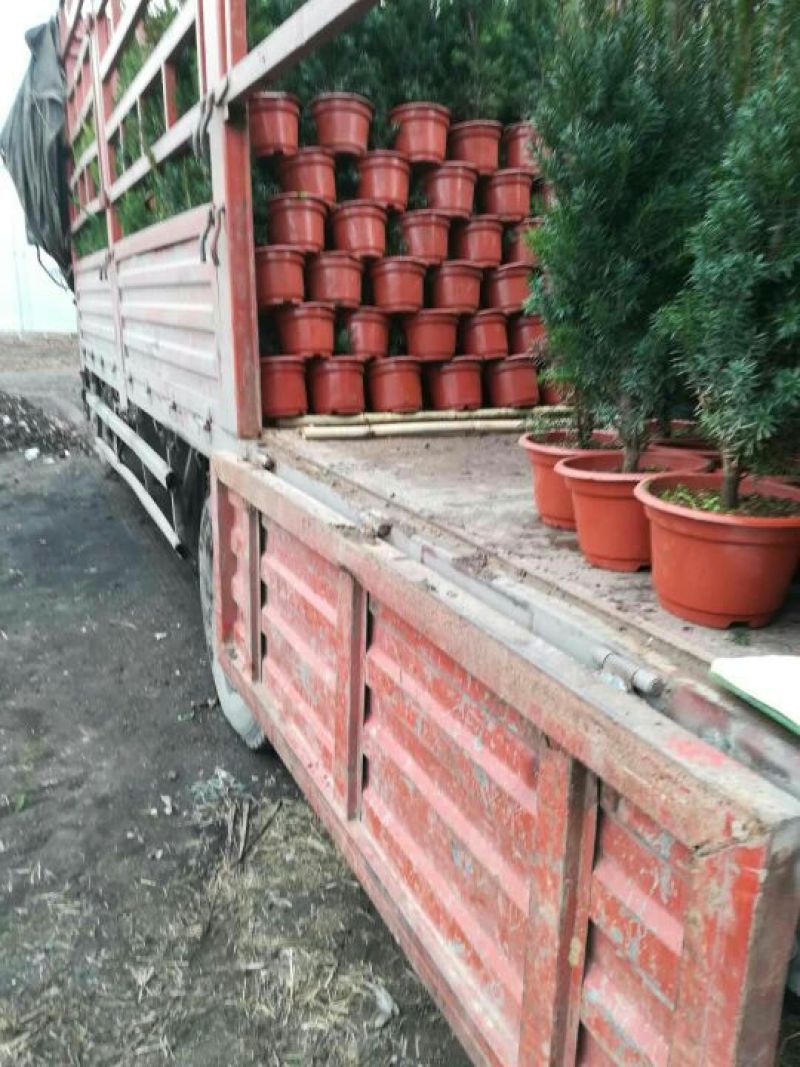 陕西省宝鸡市红豆杉工程占地量大