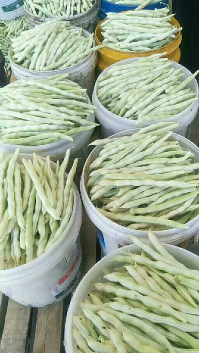 白不老芸豆
