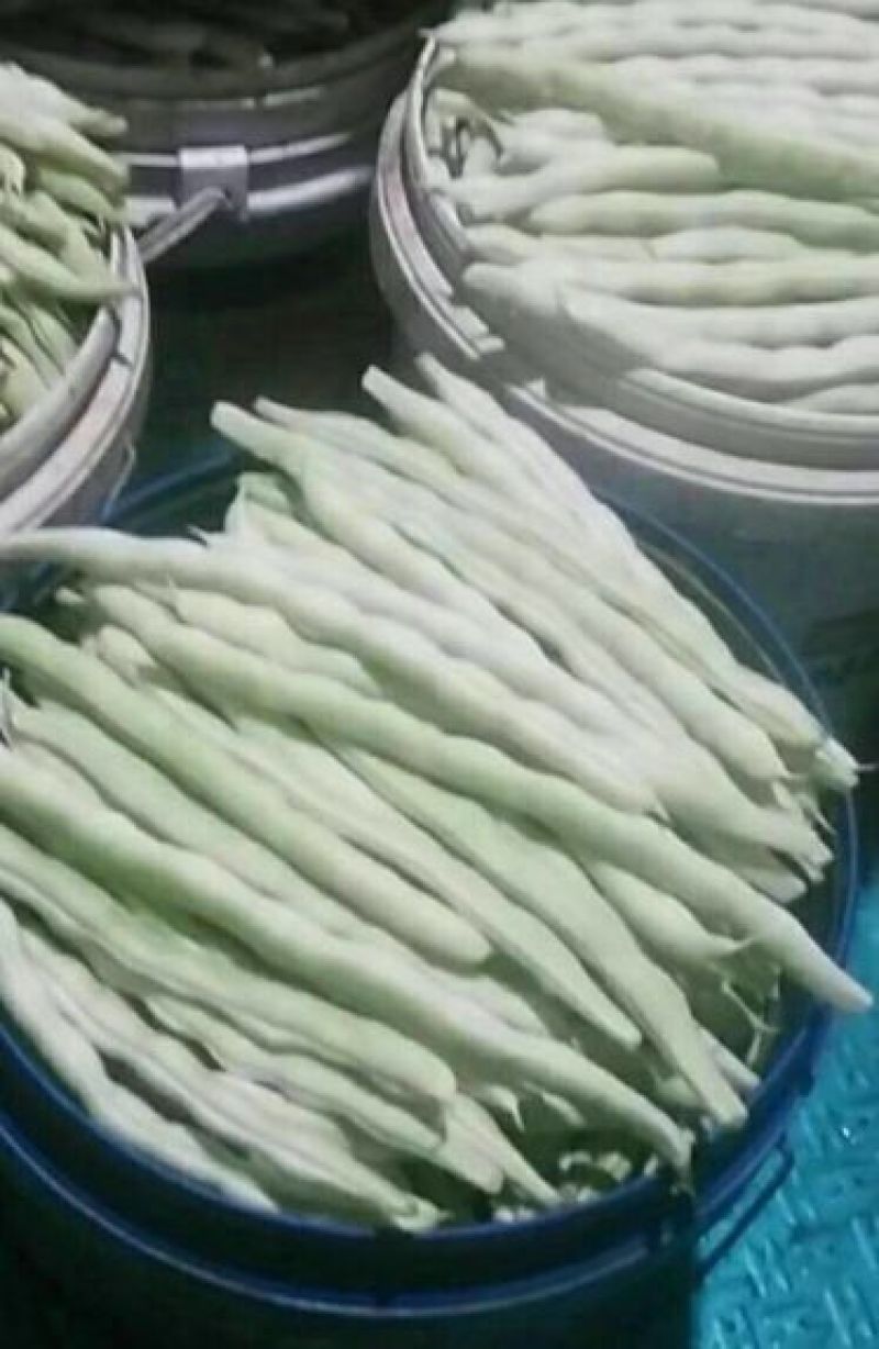 白不老芸豆