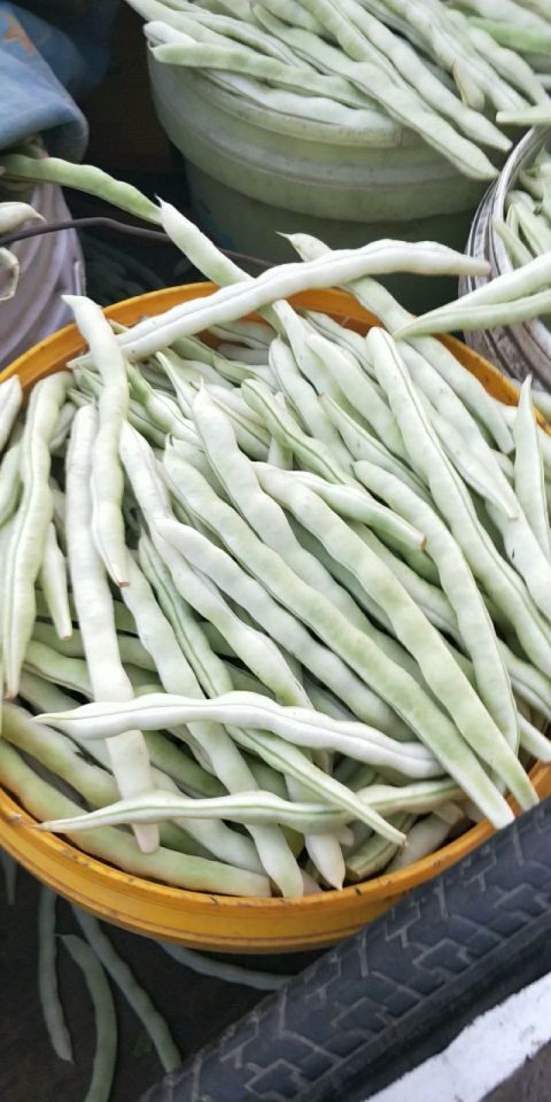 白不老芸豆