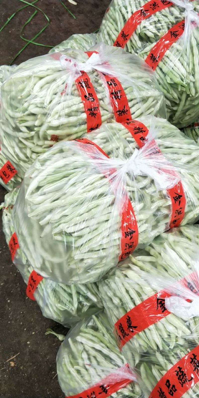 白不老芸豆