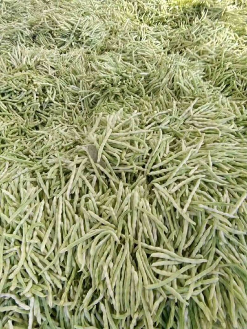 白不老芸豆