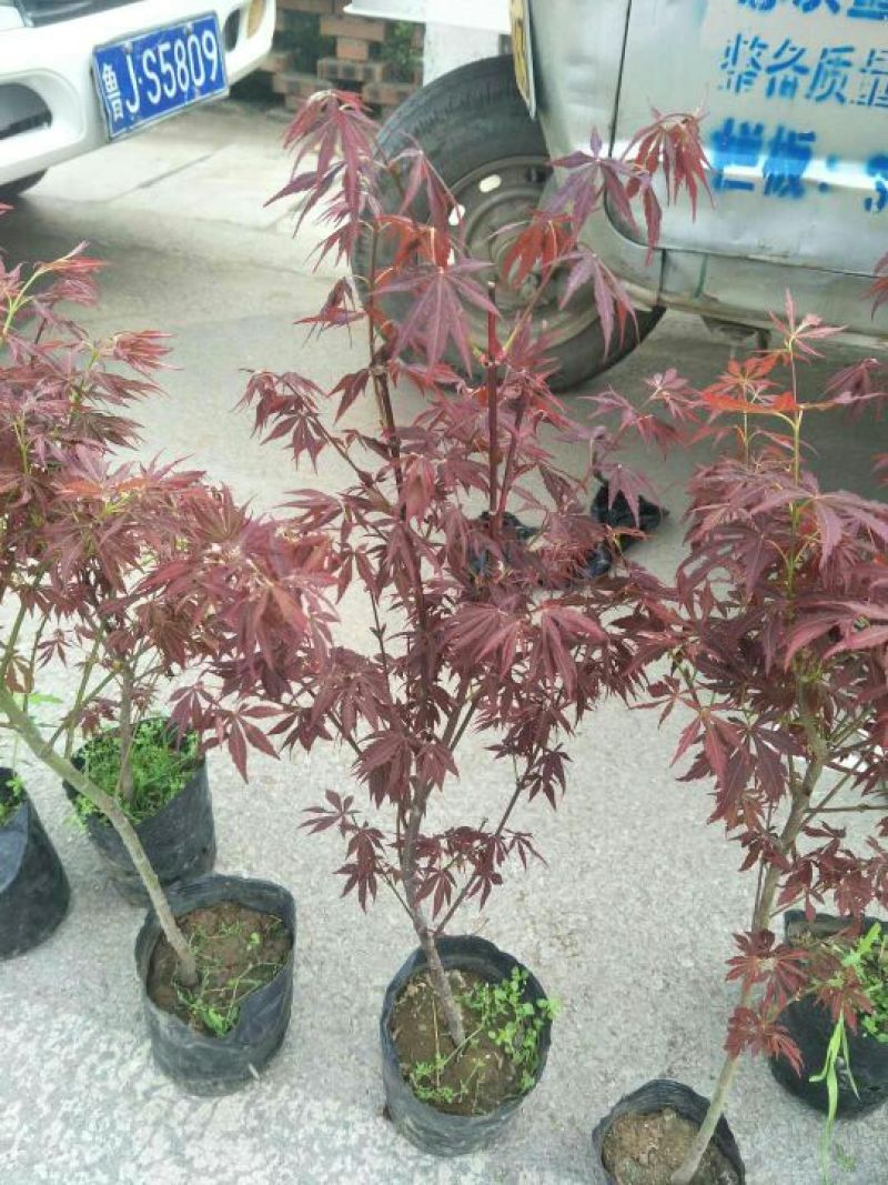 红枫