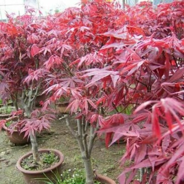 红枫