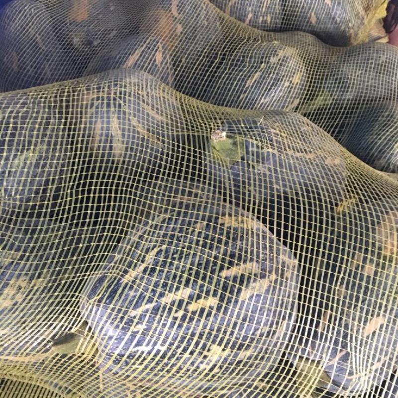 香芋南瓜2~3斤以上长条形