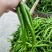 二荆条精选优质辣椒二荆条15~20厘米潼南基地直供