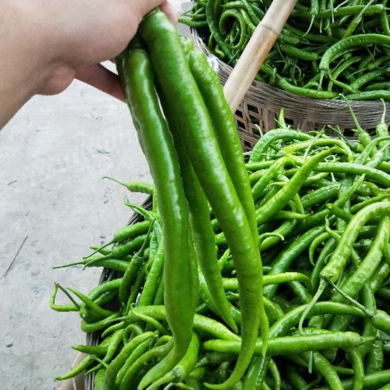 二荆条精选优质辣椒二荆条15~20厘米潼南基地直供