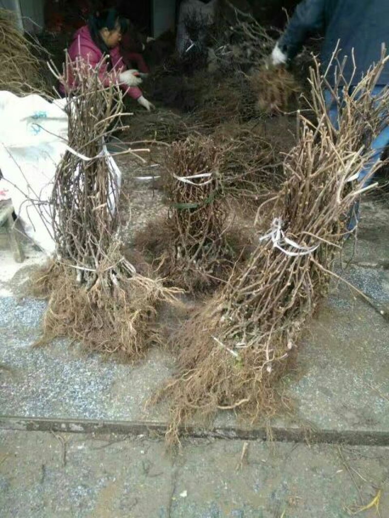 翠香猕猴桃苗