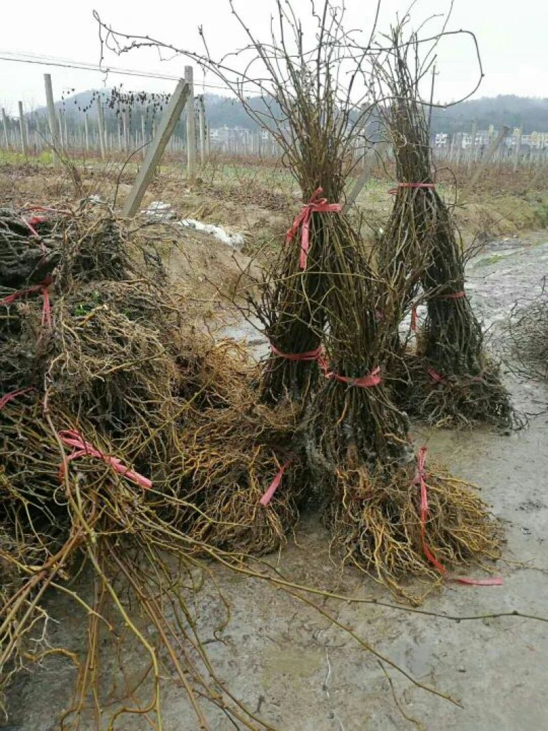 翠香猕猴桃苗