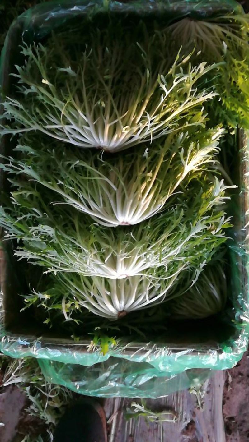 精品苦菊大量有货接受预订要货你就来质量保证