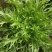精品苦菊大量有货接受预订要货你就来质量保证