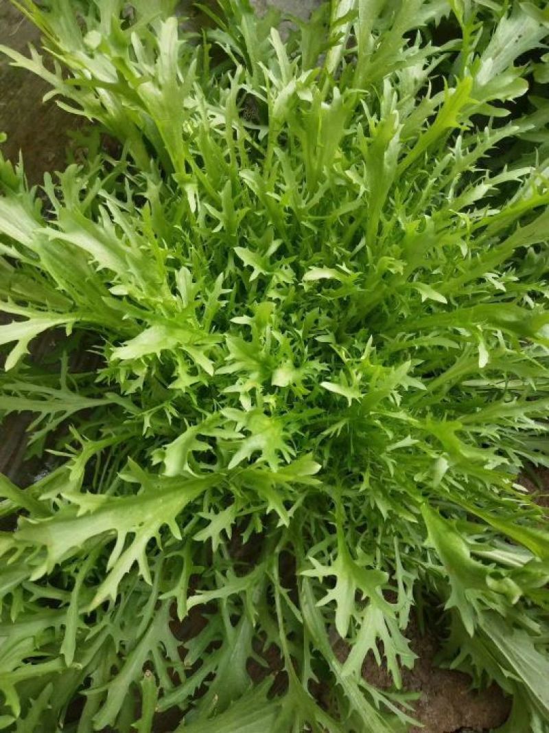 精品苦菊大量有货接受预订要货你就来质量保证