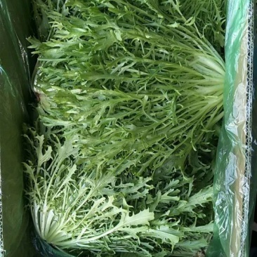 精品苦菊大量有货接受预订要货你就来质量保证