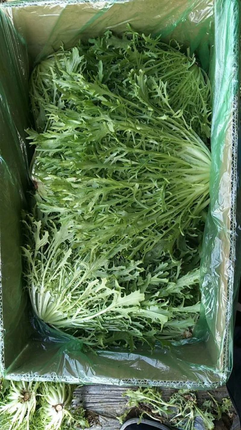 精品苦菊大量有货接受预订要货你就来质量保证