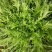 精品苦菊大量有货接受预订要货你就来质量保证