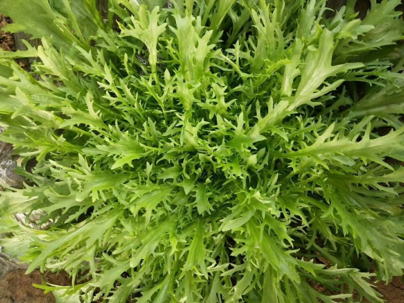 精品苦菊大量有货接受预订要货你就来质量保证