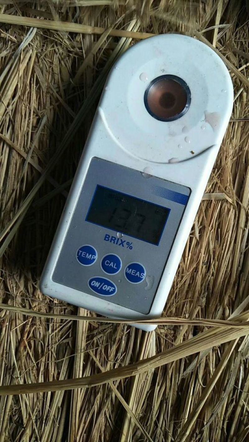 江苏美都冰糖西瓜大量上市中甘甜可口皮薄果型好产地直发