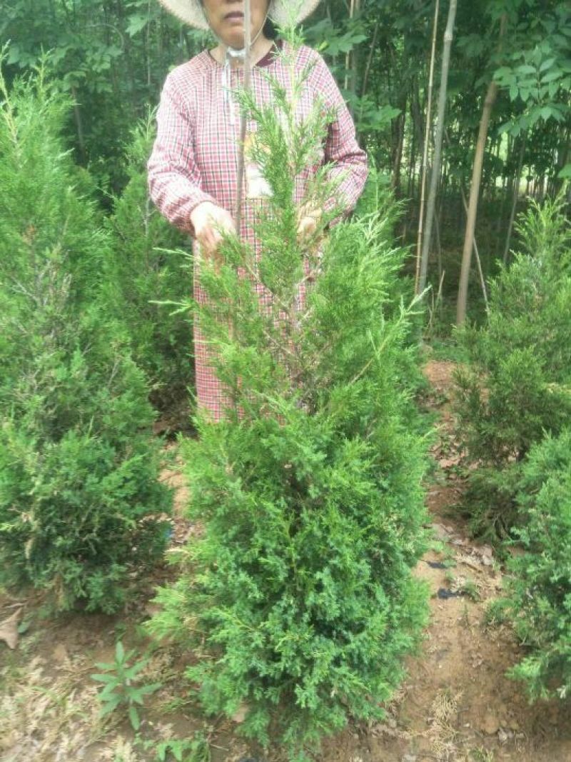 桧柏苗