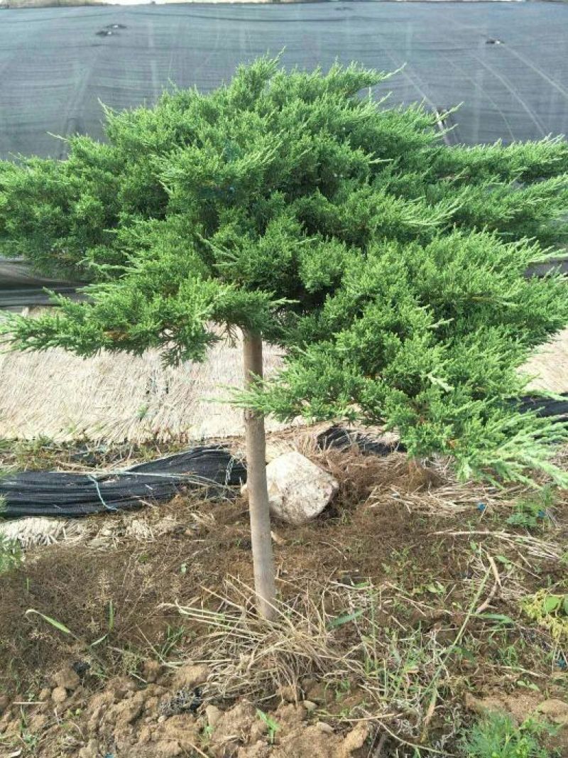 地龙树