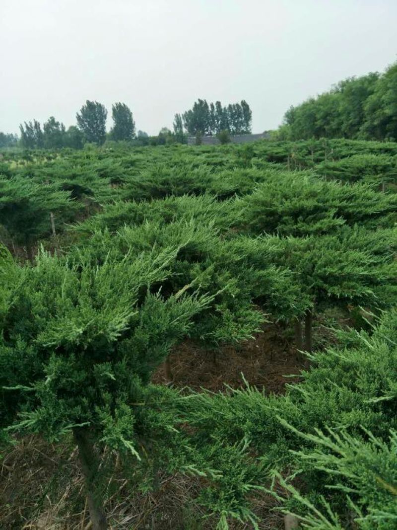 地龙树