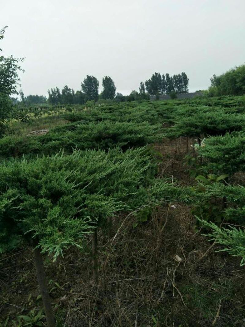 地龙树