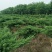 地龙树